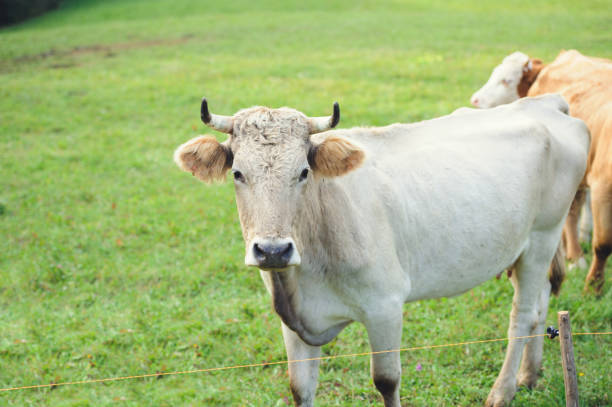 istock Portrait of a white cow 648380090