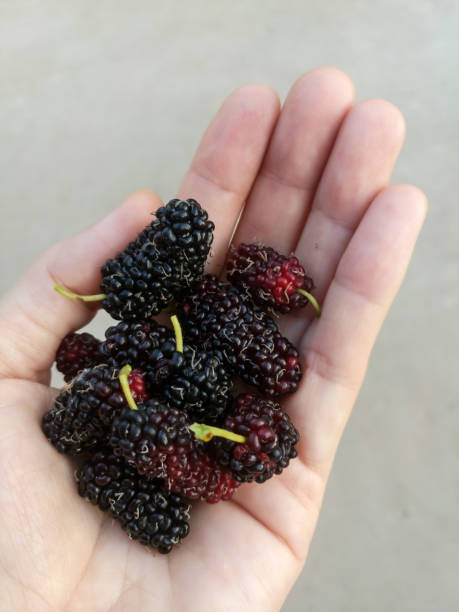 istock Fresh mulberries in woman hand 648380490