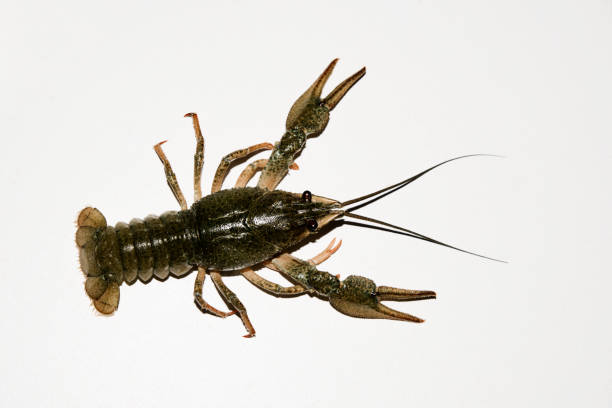 istock alive crayfish isolated on white background, live crayfish closeup, fresh crayfish. Beer snacks, river crayfish 648385326