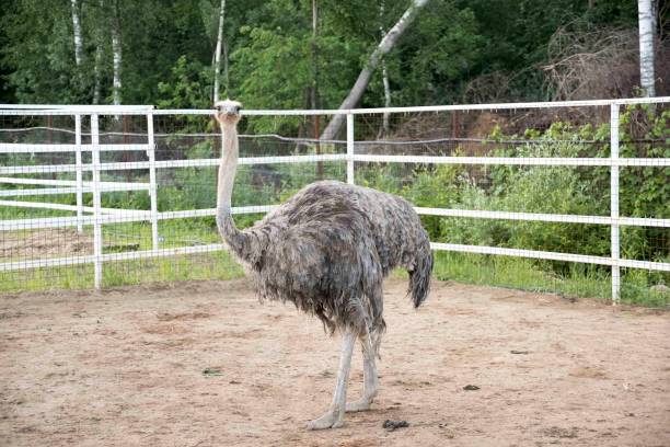 istock Ostrich with dry arid landscape and trees on the background 648385466