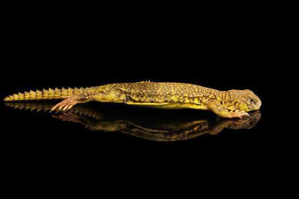 istock Uromastyx on Isolated black reflective background 648385578
