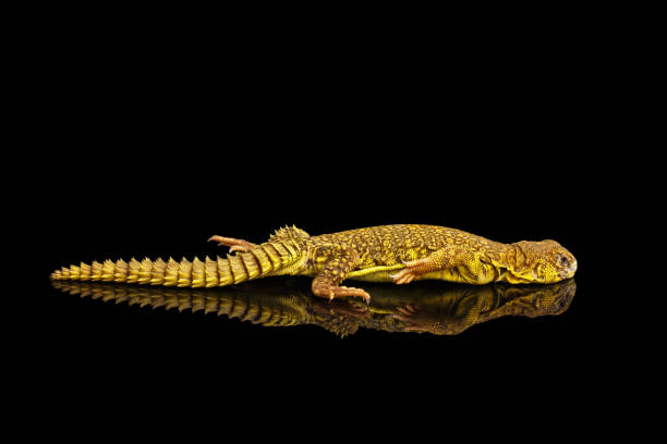 istock Uromastyx on Isolated black reflective background 648385632