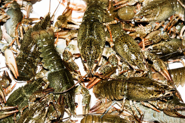 istock Alive crayfish isolated on white background, live crayfish closeup, fresh crayfish. Beer snacks, river crayfish. 648385690