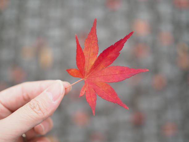 istock Girl hand holding an autumn maple leaf. 648387844
