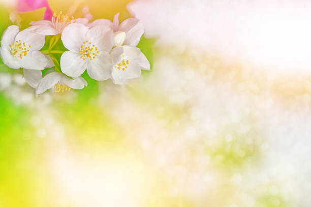 istock The branch delicate spring flowers 648389598