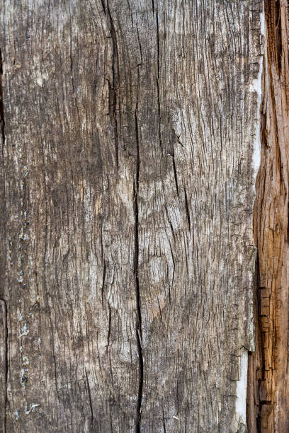 istock the destruction of wood from moisture 648389640