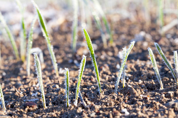 istock green wheat in a frost 648389920