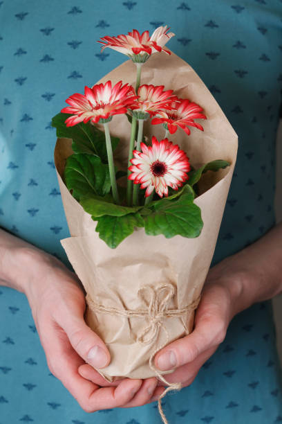 istock Young man holding flower pot with red gerbera daisies 648390106