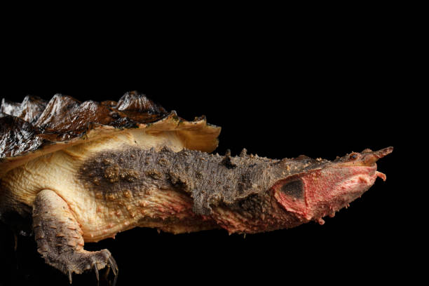 istock Mata mata, Chelus fimbriata on isolated Black Background 648390132