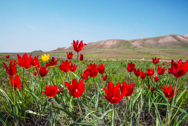 Spring, wild tulips in the steppe, in the vicinity of Mount Bogdo (well-known place in the Astrakhan region, Russia) This area is a nature reserve.
