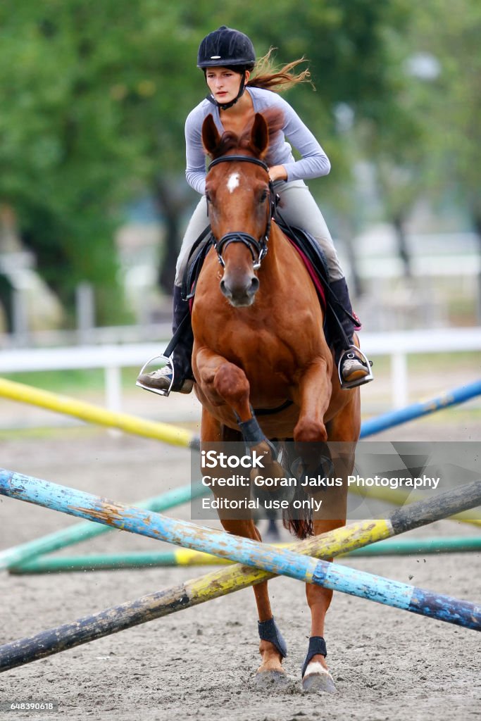Foto de Cavalo Pulando Obstáculos e mais fotos de stock de Adulto - Adulto,  Amarelo, Animal - iStock