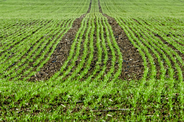 istock Crop of young seedlings on a field in spring 648390788