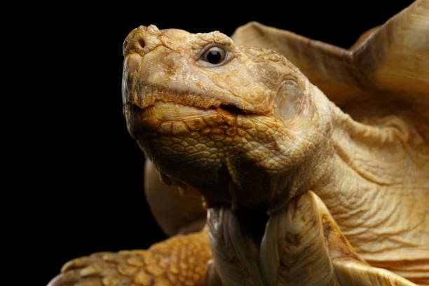 istock Geochelone sulcata. African turtle Spurs 648393918
