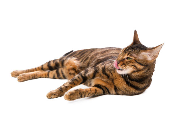 istock Cat breed Toyger with its tongue hanging out lying 648398568