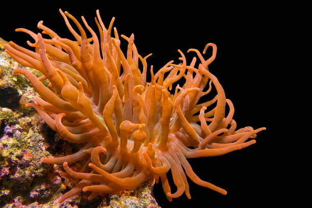 Sea anemone(red Entacmaea quadricolor) Sea anemone(red Entacmaea quadricolor) on the colorful stone. Black background entacmaea quadricolor stock pictures, royalty-free photos & images