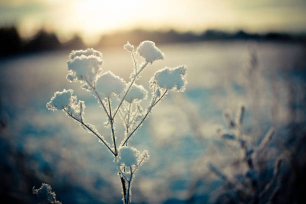 istock Winter branch covered with snow 648405006