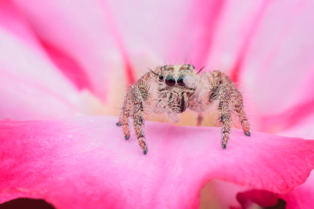 Paraphidippus aurantius jumping spider is hunting, waiting for you it’s meal.
