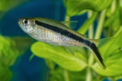 Portrait of freshwater tetra fish (Boehlkea fredcochui) in aquarium