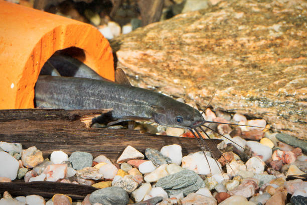 istock Portrait of catfish (Heteropneusteus fossilis) in aquarium 648406564