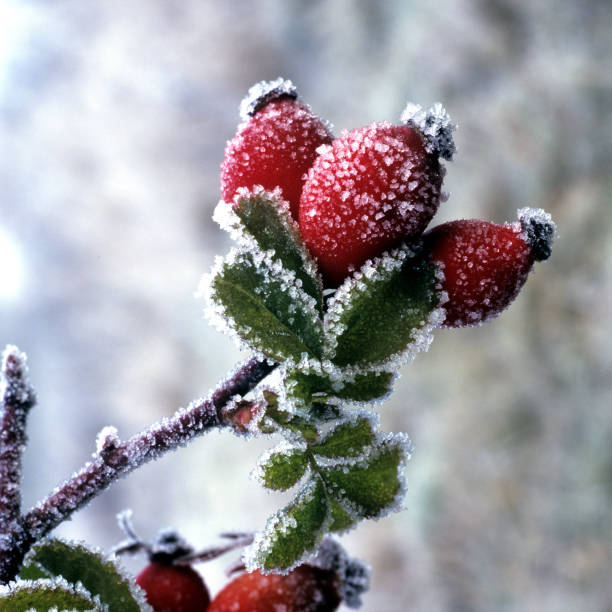 istock Rose hips; Hoarfrost; Dogrose; Canina; 648408084