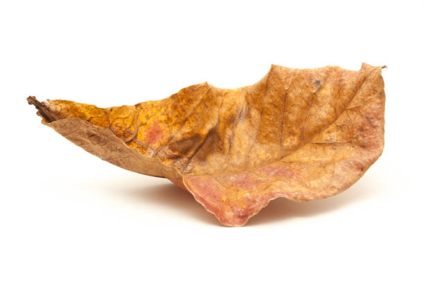 istock Dry leaf closeup on the white background 648408754