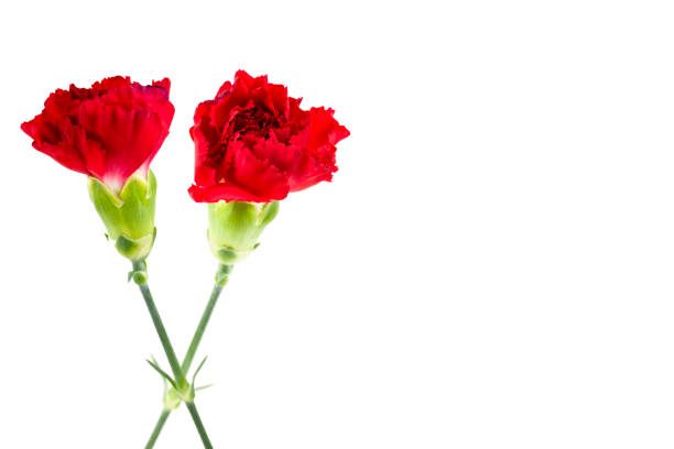 istock beautiful dianthus flower isolated on white background 648412624