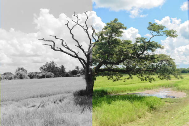 misterio del árbol otro medio muertos y otro mitad sigue vivo con hojas. - dead or alive fotografías e imágenes de stock