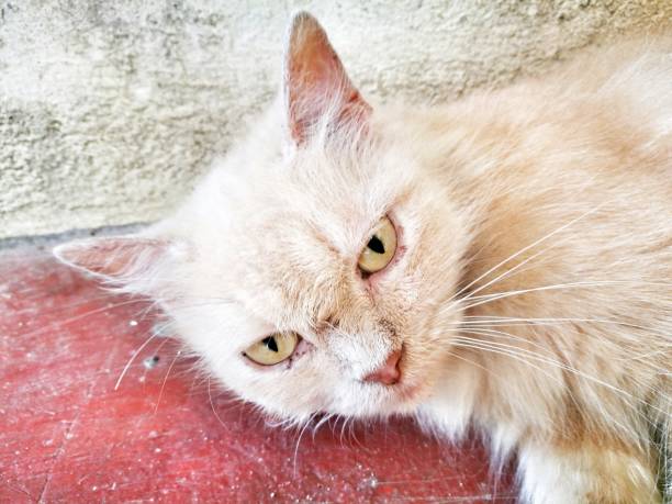 130 Persian Grey Cat With Orange Eyes Stock Photos Pictures Royalty 130-persian-grey-cat-with-orange-eyes-stock-photos-pictures-royalty