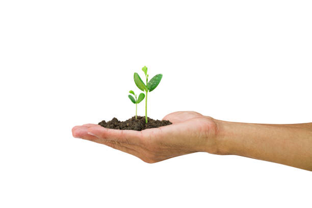 istock Man hand holding green sprout isolated on white background 648420966