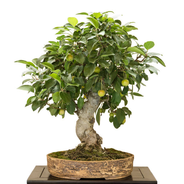 istock Apple tree as bonsai with fruits 648424602