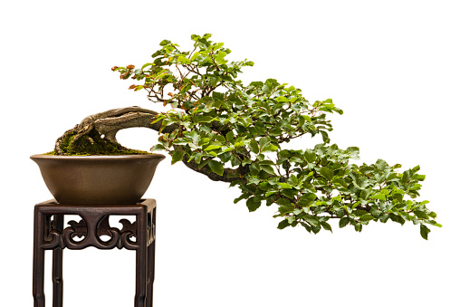 European beech (Fagus sylvatica) as bonsai tree shaped in a half cascade