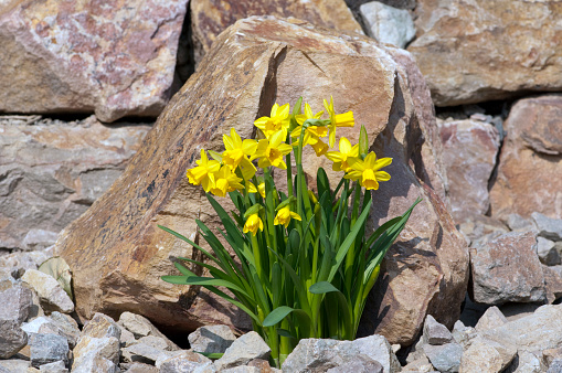 tete a tete; Narcissus, Natural stone wall