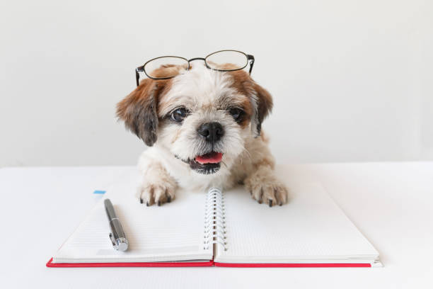 perro con cuaderno y lápiz. - shih tzu cute animal canine fotografías e imágenes de stock