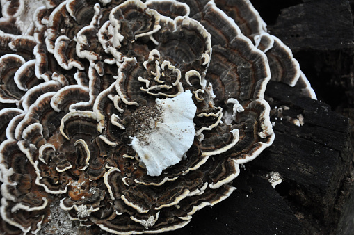 Trametes versicolor, also known as coriolus versicolor and polyporus versicolor mushroom, the best natural cure for cancer