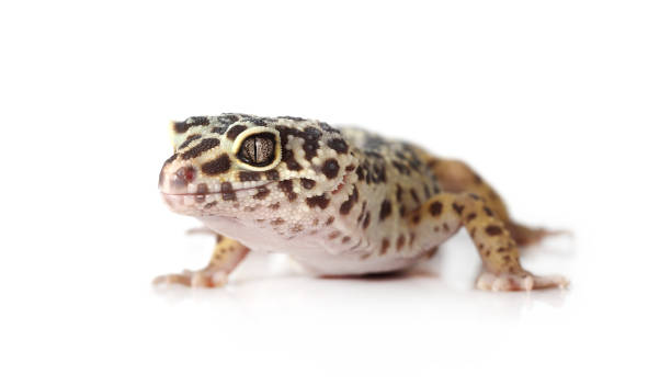 istock Portrait of leopard gecko over white 648430806