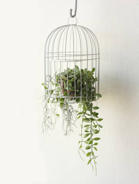 istock Green plant in birdcage on white background. 648431292