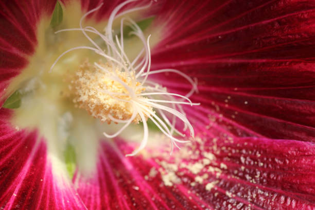 istock Long stamens with pollen inside red Hollyhock flower. 648435600