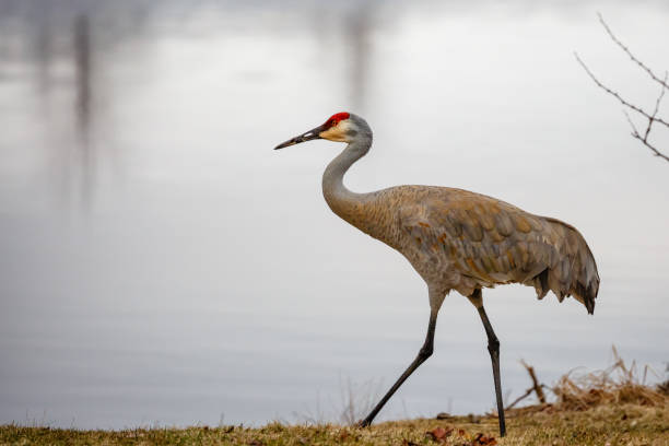 istock A sandhill Crane (grus canadensis) alongside a lake in springtime. 648435788