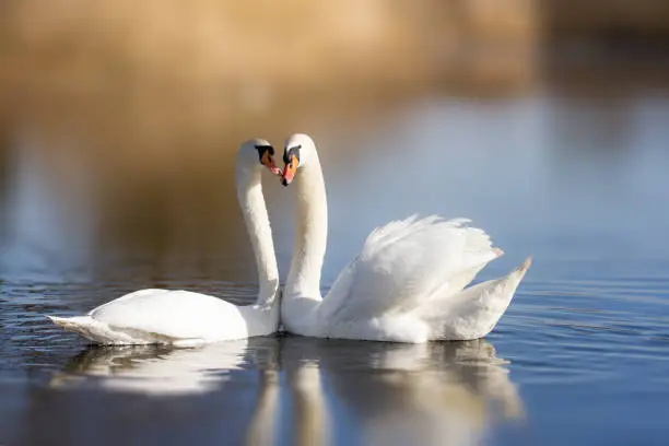 Couple of white swans on the lake