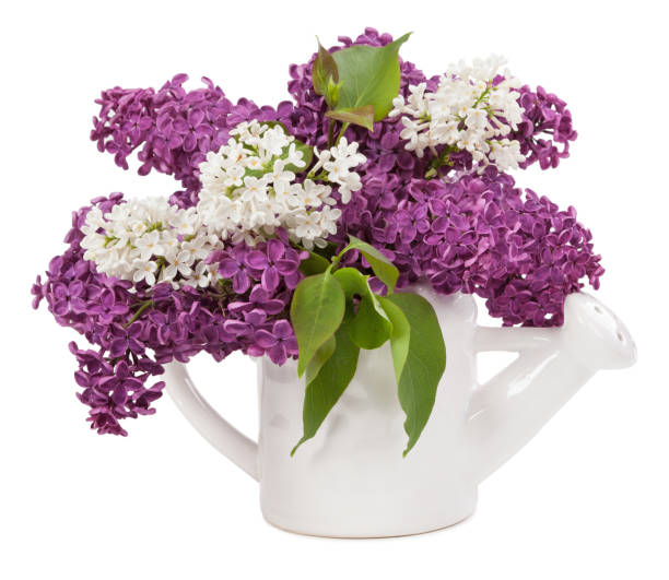 istock Lilacs in a jar isolated on white background 648436050
