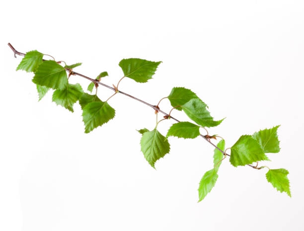 istock Leaf and green birch branch isolated on a white background 648438958