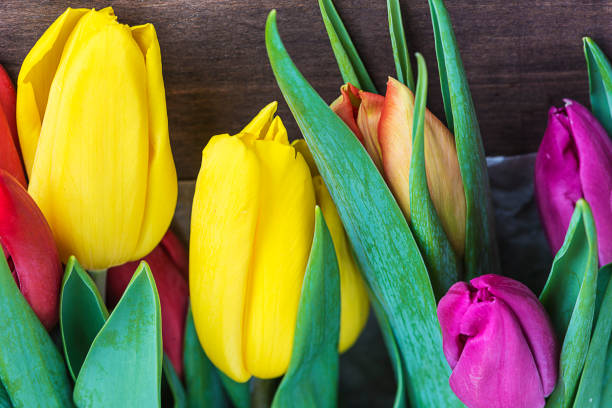 beautiful multicolored tulips flowers on a dark wooden background