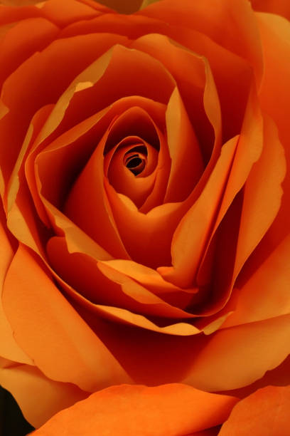 istock Orange rose make from paper for abstract background. 648441810