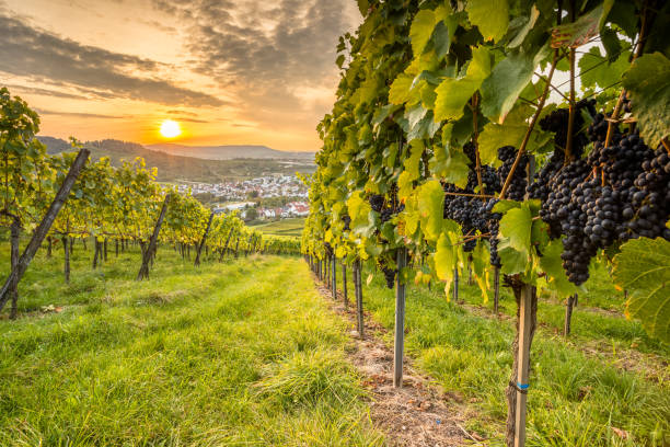 istock Vineyard scenery with vine grapes in the sunset 648442722