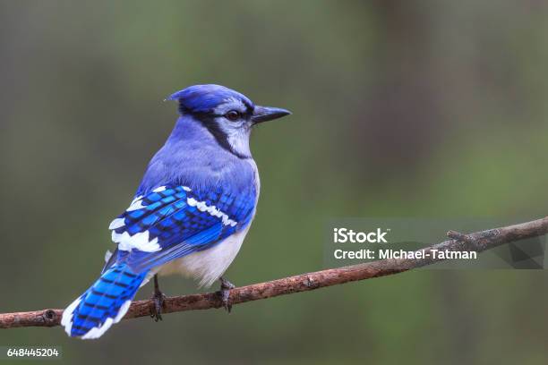 Blue Jay Perching On A Branch Stock Photo - Download Image Now