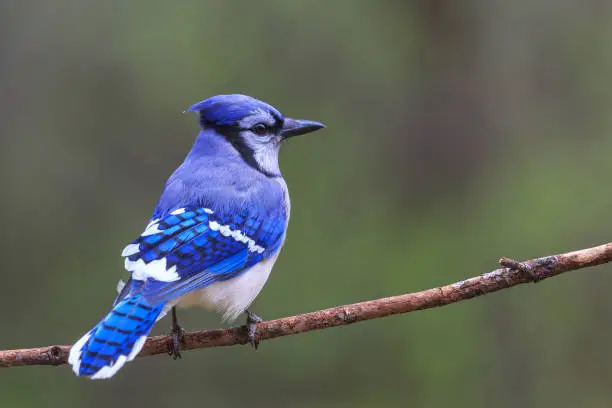 Blue Jay on branch during springtime in Wisconsin.