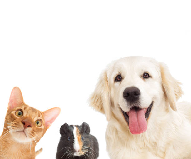 istock dog and cat and cavy looking 648445450