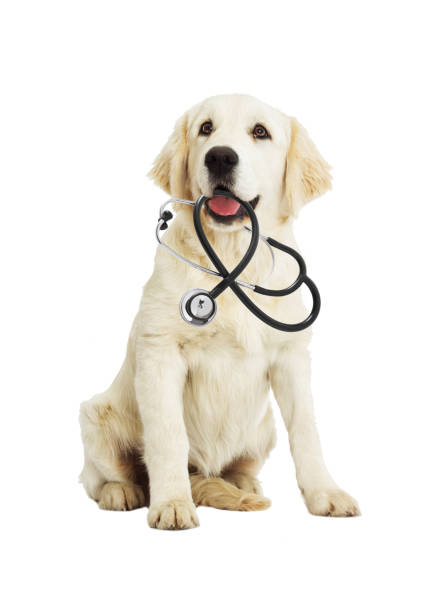istock Golden Retriever and stethoscope 648445570