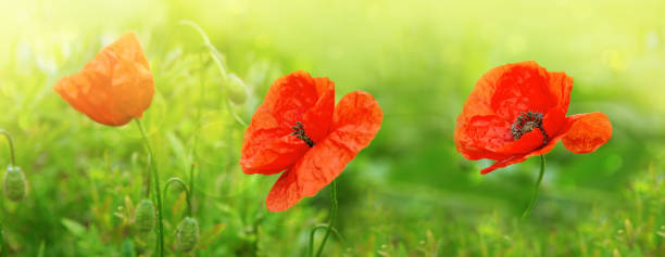 Three Poppy flowers isolated on green