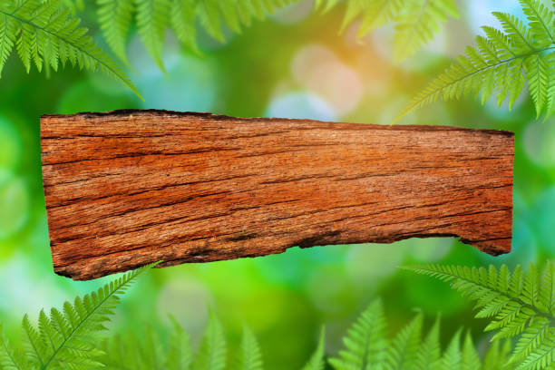 istock Wood texture Green trees and leaf greenery 648448660